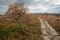 Small birch tree qith orange leaves next to the trail in remote arctic landscape on a partly cloudy day of autumn