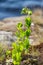 Small birches on rocks