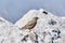Small bird alpine accentor on white stones on a blurred background