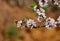 Small bird amidst almond flowers