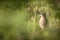 Small bird bathing in the sunny countryside