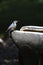 Small bird on a birdbath