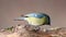 Small bird - Blue tit Cyanistes caeruleus sits on a dry branch