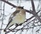 A small bird, a Bohemian Waxwing, perches among the branches of a barren tree on a snowy day
