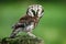 Small bird Boreal owl, Aegolius funereus, sitting on larch stone with clear green forest background