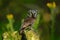Small bird Boreal owl, Aegolius funereus, sitting on larch stone with clear green forest background and yellow flowers, animal in