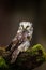 Small bird Boreal owl, Aegolius funereus, sitting on larch tree trunk with clear dark forest background, in the nature habitat, Sw