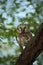 Small bird Boreal owl, Aegolius funereus, sitting on the tree branch in nece green forest background
