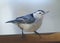 Small Bird close up on ledge