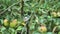 Small bird coal sitting on a branch of an apple tree