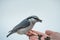 A small bird of common nuthatch eating sunflower seeds from a ha