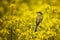 A small bird in a field of canola.  In background a   canola field,mustard plants