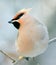 Small bird in forest