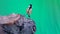 Small Bird Great Tit, Parus major, in Green Screen or Chromakey