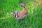 small bird - hoopoe in the grass