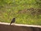 Small bird juvenil plumage and rock border