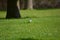 Small bird on a lawn in bright sunlight