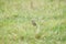 Small bird, Meadow pipit, on grass