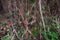 Small bird nest hidden in shrubbery