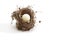 Small bird nest with ping-pong ball instead of egg