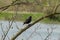 Small bird nutcracker on the branch