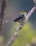 Small bird perched on a diagonal branch while turning its head back