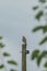 a small bird is perched on top of a wooden post