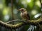 A small bird perched on a tree branch in the forest in the morning