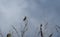 Small bird perched on a tree branch, in the sierra de careon, la coruÃ±a, spain, europe