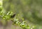 A small bird perches on a branch watching for food.