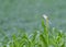 Small bird Plain Prinia perching on Bajra or Millet Plant Grain Pod