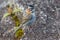 Small bird on plateau of Roraima tepui - Venezuela, South America