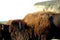 Small bird riding on the back of a bison bull.