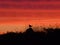 Small bird on rock and grasses silhouetted against the setting sun