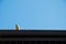 Small bird on roof