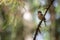Small bird siting on a tree branch and singing