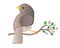 A small bird sits on a flowering spring branch. Vector full color picture. Spring has come - a bird has arrived and is sitting on