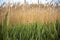 A small bird sits on a twig, against the background of reeds.