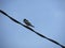 A small bird sitting on a electric cable waiting for perfect timing for hunting insects