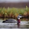 a small bird is sitting in the water by some reed: Gavia stellata, a Red-throated Loon