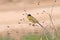 Small bird sitting on a withered plant 