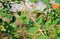 Small bird, Skyke`s Warbler, perched in a bush, copy space