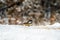 Small bird on the snow eating grains