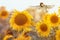 Small bird Sparrow flies to a bright yellow sunflower on a Sunny clear field