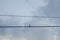 A small bird standing on the cable of light on a rural road, behind him the background of a cloudy sky