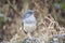 a small bird is standing on a mossy rock in the woods