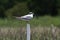 small bird standing on pvc pipe with marsh background