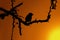 Small Bird in Thorn Tree Sunset Silhouette
