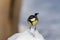 Small bird tomtit sits on snow