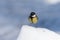 Small bird tomtit sits on snow